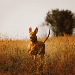 Pharaoh Hound