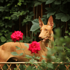 Pharaoh Hound