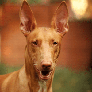 Pharaoh Hound