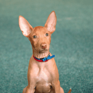 Pharaoh Hound Puppy