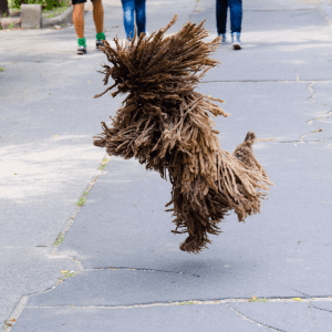 Puli Dog