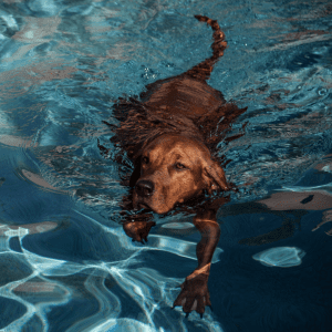 Redbone Coonhound