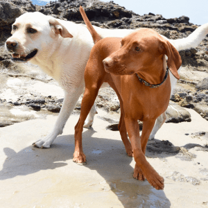Redbone Coonhound