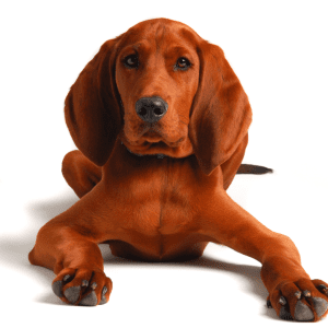 Redbone Coonhound