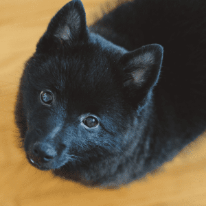Schipperke
