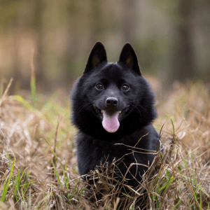 Schipperke