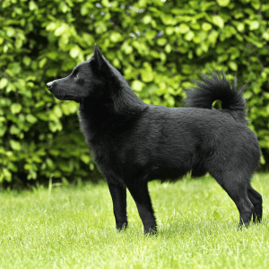 Schipperke