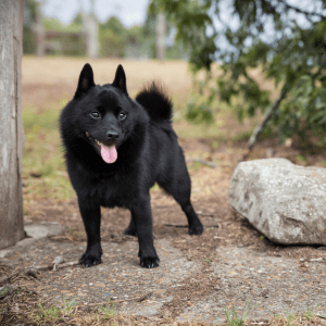 Schipperke