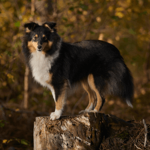 Shetland Sheepdog