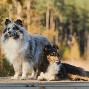 Shetland Sheepdog