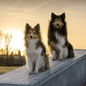 Shetland Sheepdog
