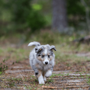 Shetland Sheepdog Puppy