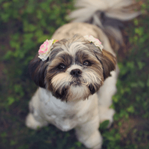 Shih Tzu