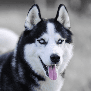 Siberian Husky