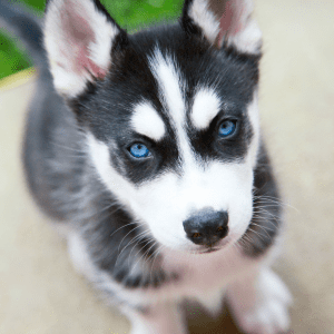 Siberian Husky Puppy