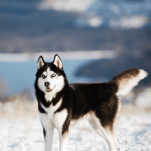 Siberian Husky