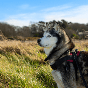 Siberian Husky