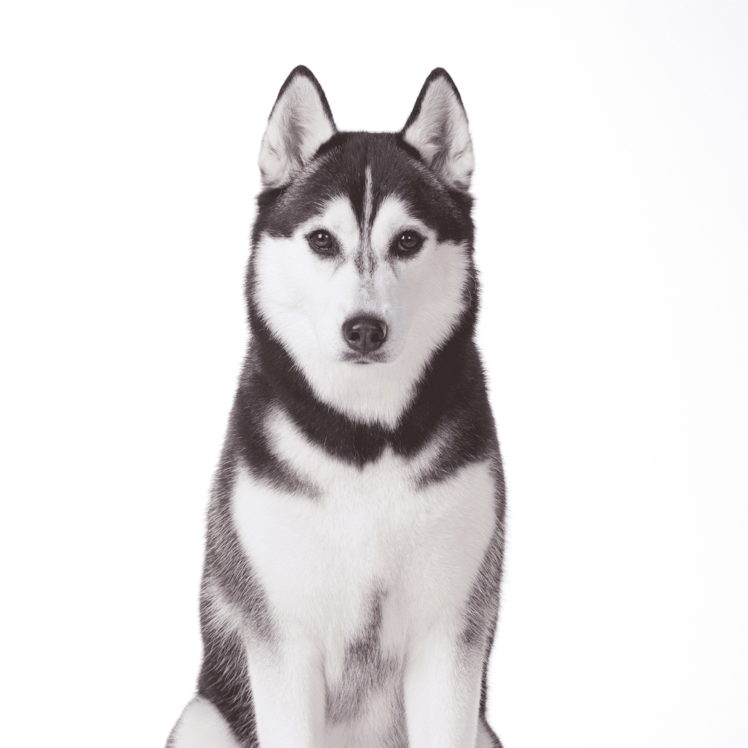 Siberian Husky