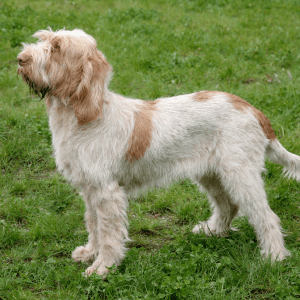 Spinone Italiano
