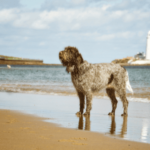 Spinone Italiano