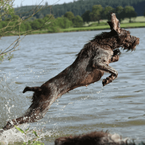 Spinone Italiano