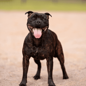 Staffordshire Bull Terrier