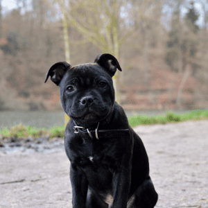 Staffordshire Bull Terrier