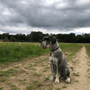 Standard Schnauzer