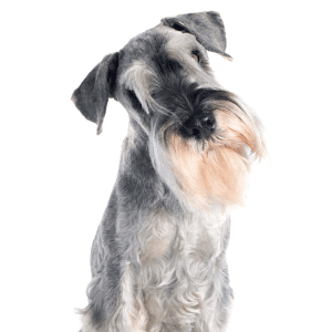 Standard Schnauzer