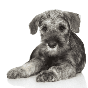 Standard Schnauzer