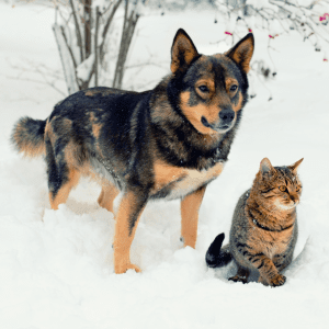 Swedish Vallhund