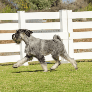 Standard Schnauzer