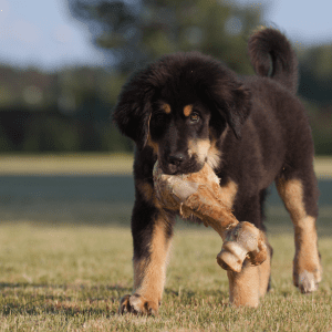Tibetan Mastiff Puppy