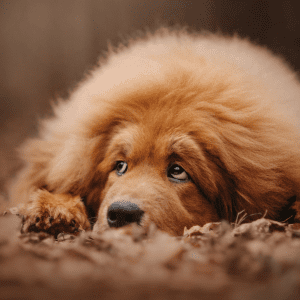 Tibetan Mastiff