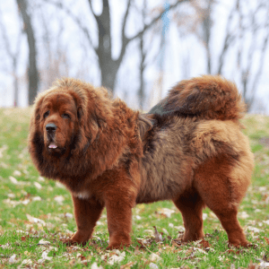 Tibetan Mastiff