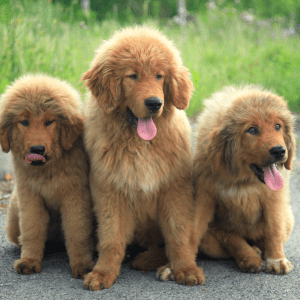Tibetan Mastiff Puppies