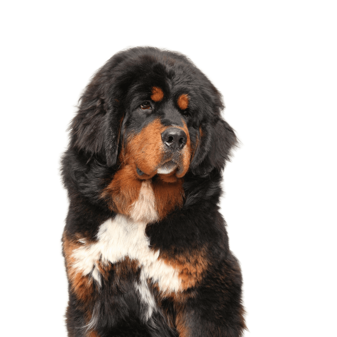 Tibetan Mastiff