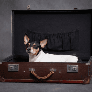 Toy Fox Terrier