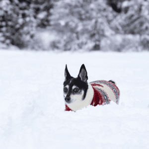 Toy Fox Terrier
