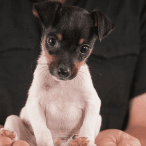 Toy Fox Terrier Puppy