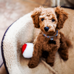 Toy Poodle