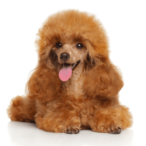 Toy Poodle