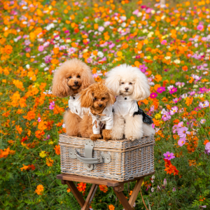 Toy Poodle