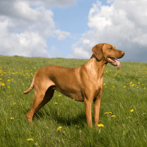 Vizsla