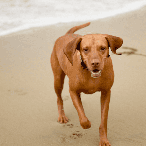 Vizsla