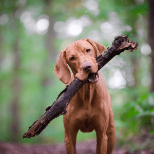 Vizsla