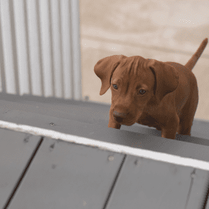Vizsla Puppy