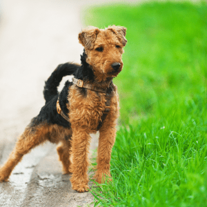 Welsh Terrier