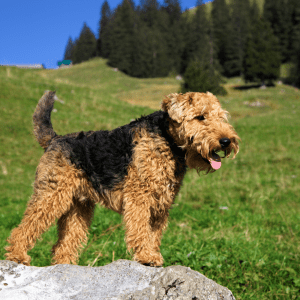 Welsh Terrier