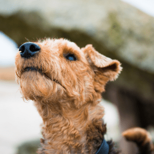 Welsh Terrier